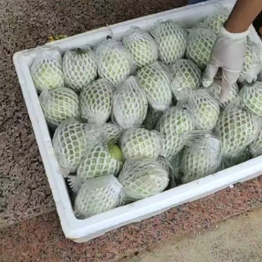 化州市珍珠番石榴现货 脆甜爽口 质量保证