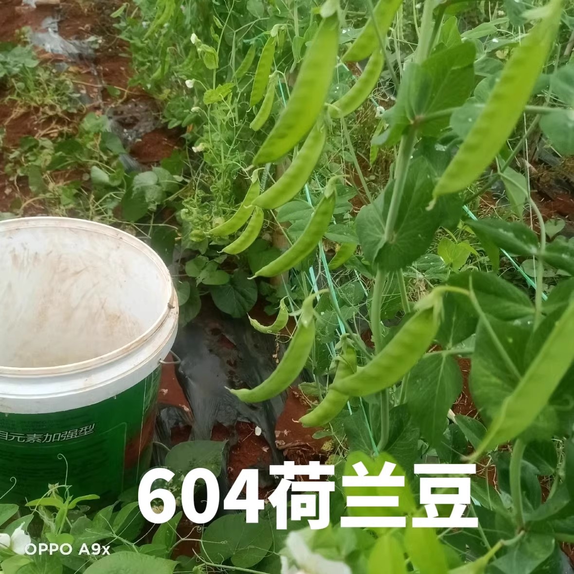 604荷兰豆种子，大荚荷兰豆种子，香甜脆嫩，无渣爽口荚大肉厚