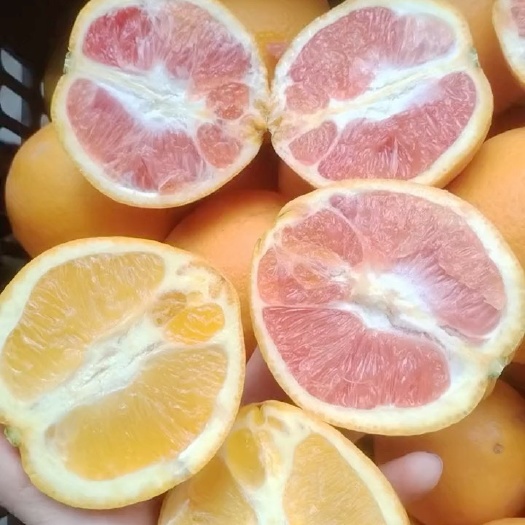 修文县赣南脐橙 大中小果都有