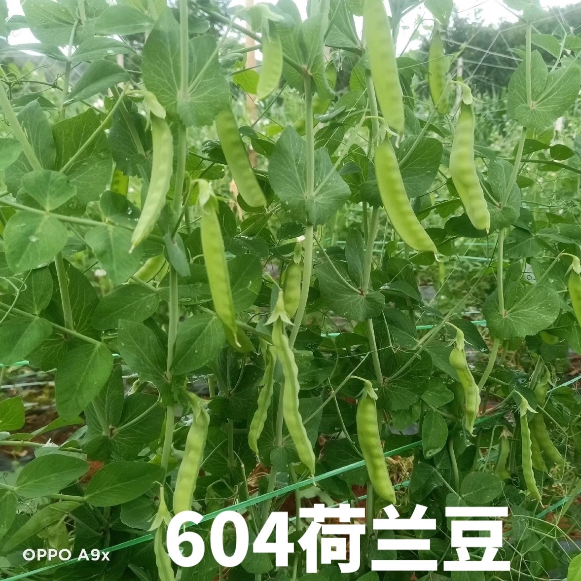 604荷兰豆种子，大荚荷兰豆种子，香甜脆嫩，无渣爽口荚大肉厚