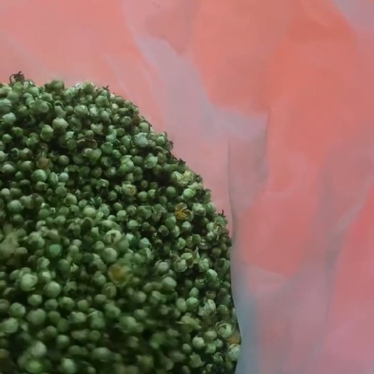 岳西县山茶花，茶叶蕾