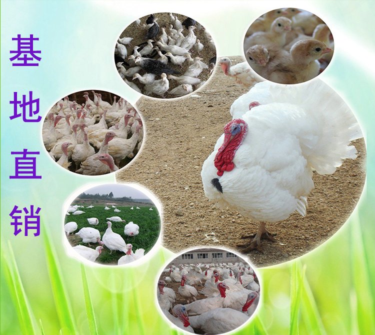 麟祥大型散養(yǎng)青銅火雞 脫溫育雛尼古拉雞苗 疫苗齊全好飼養(yǎng)