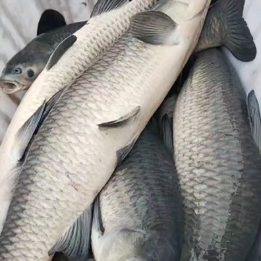 修水县精品大青鱼