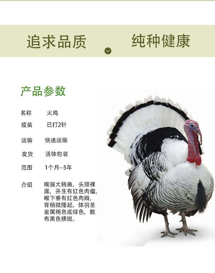 麟祥大型散養(yǎng)青銅火雞 脫溫育雛尼古拉雞苗 疫苗齊全好飼養(yǎng)