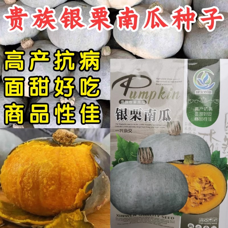 银栗南瓜种子，板栗南瓜种子，面甜粉糯，甜味浓，味道好，抗病强