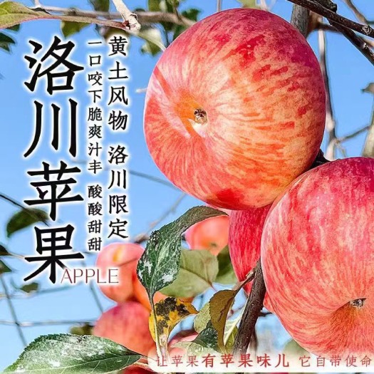 【洛川苹果】脆甜现摘特级陕西洛川红富士苹果水果批发一整箱