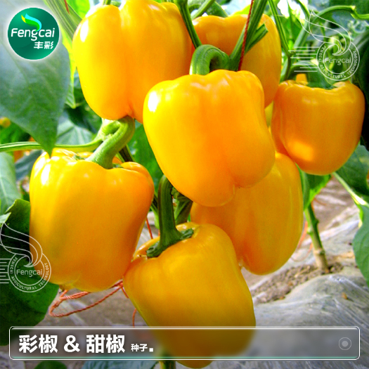 绵阳大果型黄椒杂交种 甜椒辣椒种子 肉厚甜脆 适合越冬 早春栽培