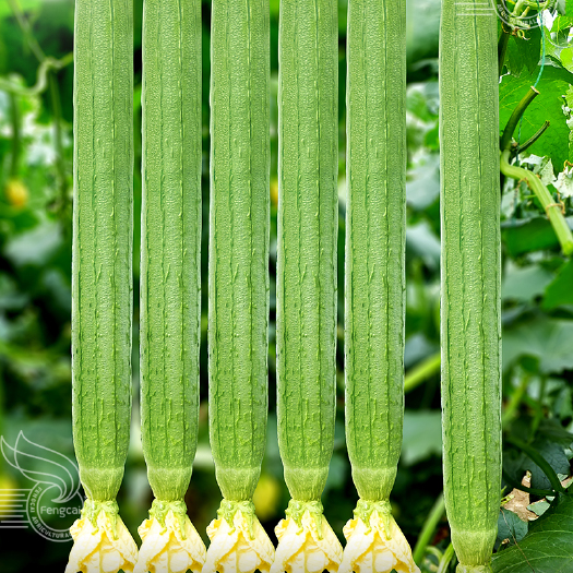 绵阳长丝瓜杂交种靓绿型 荷兰引进强雌品种 拉瓜能力强 瓜条顺直