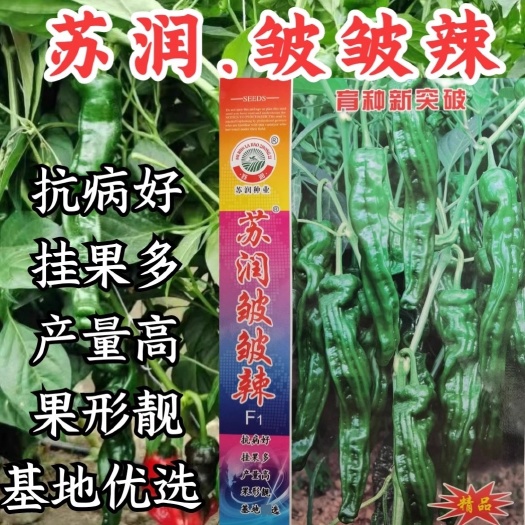 洛阳皱皱辣辣椒种子，皱皮椒种子，皮薄，辣味浓，坐果多，采收期长