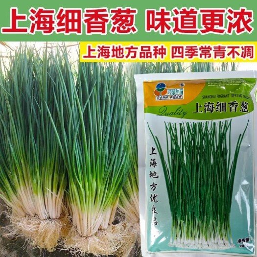 洛阳上海细香葱种子，四季香葱种子，香味浓厚，四季常青，抗病强