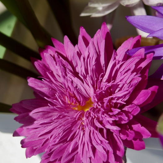 广州睡莲花苗、带花蕾植株基地直供（绯红烈煊）