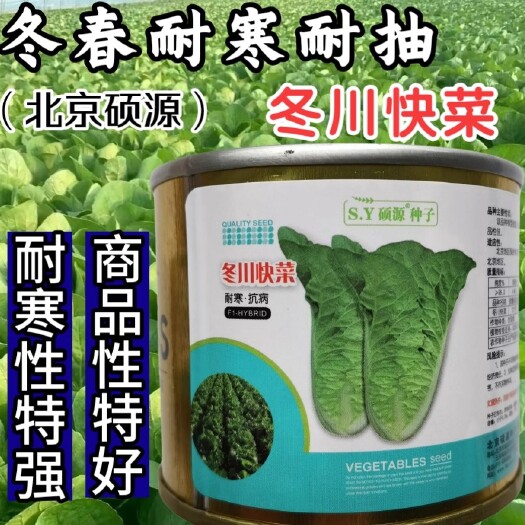 冬春快菜种子，耐寒耐抽苔，越冬快菜，耐湿耐运输，越冬用