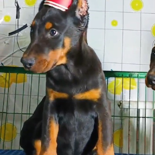 梁山县杜宾犬