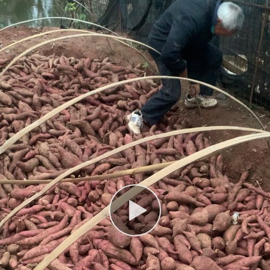 金堂县西瓜红大量上市￼