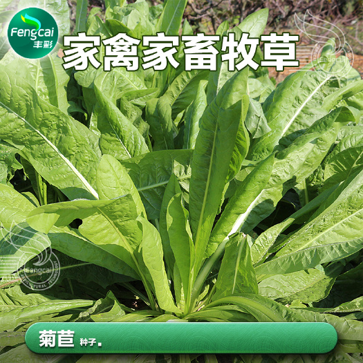 菊苣草种籽 多年生牧草种子 家禽家畜牧草种