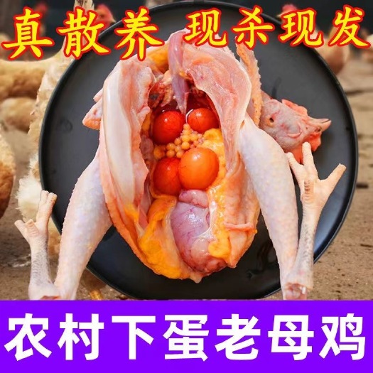 京山市生态散养土鸡/老母鸡/黄油炖汤母鸡活鸡/现抓