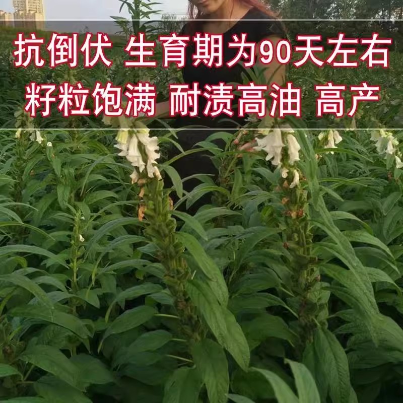 信研节节高芝麻种子，不倒伏，抗重茬，耐旱耐涝，抗病