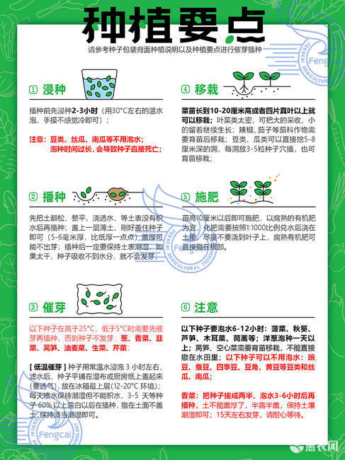 油先锋808矮大头油葵种子 三系杂交种 非转基因