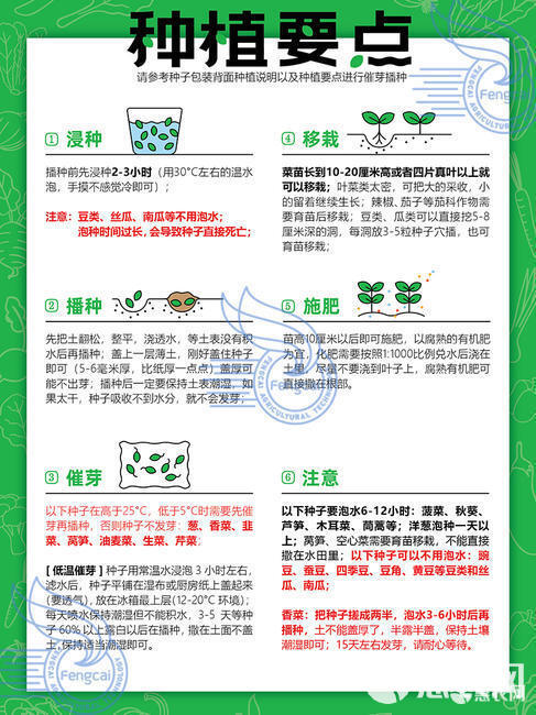 油先锋808矮大头油葵种子 三系杂交种 非转基因