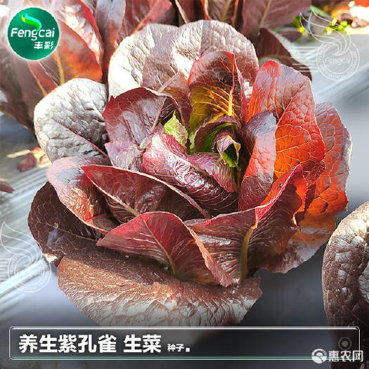 绵阳养生紫孔雀生菜种子 生长速度快 耐寒性好