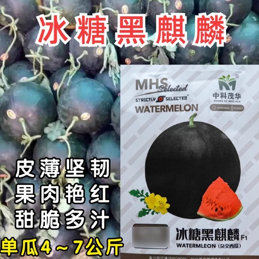 洛阳黑皮西瓜种子，冰糖黑麒麟西瓜种子，黑皮大红瓤，甜脆多汁含糖高