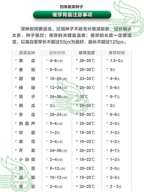 油先锋808矮大头油葵种子 三系杂交种 非转基因