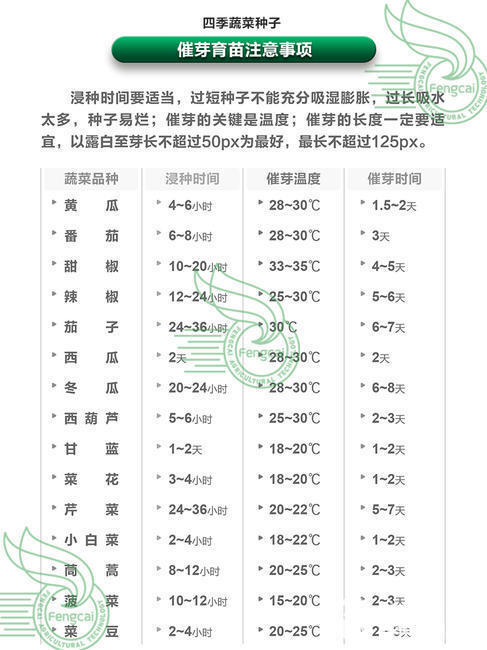 油先锋808矮大头油葵种子 三系杂交种 非转基因