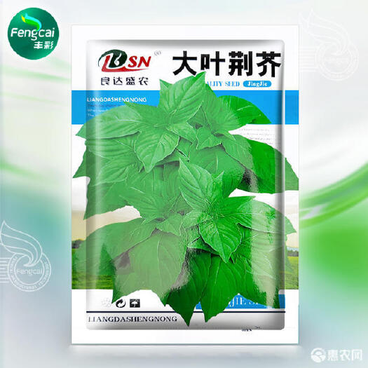 荆芥种子 河南大叶荆芥全国各地均可栽培 亩产菜2-3千斤左右