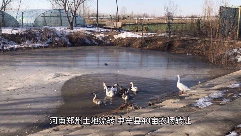 河南郑州土地流转：中牟县40亩农场转让