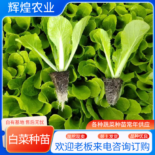 通海县白菜苗  保证质量  根系发达  成活率高  基地直发