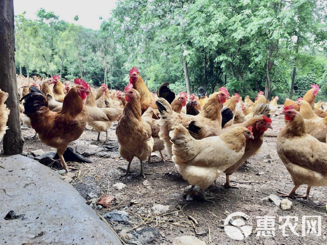 高山生态散养土鸡蛋农家土鸡蛋