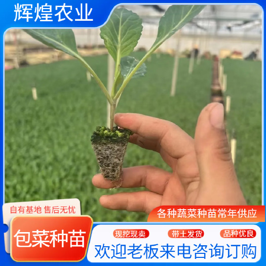 通海县包菜苗  保证质量  根系发达  成活率高  基地直发