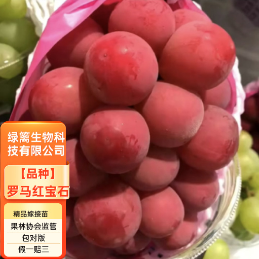 长沙嫁接罗马红宝石葡萄苗无核红宝石葡萄树苗保证纯正