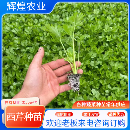 通海县芹菜苗 保证质量  根系发达  成活率高  基地直发