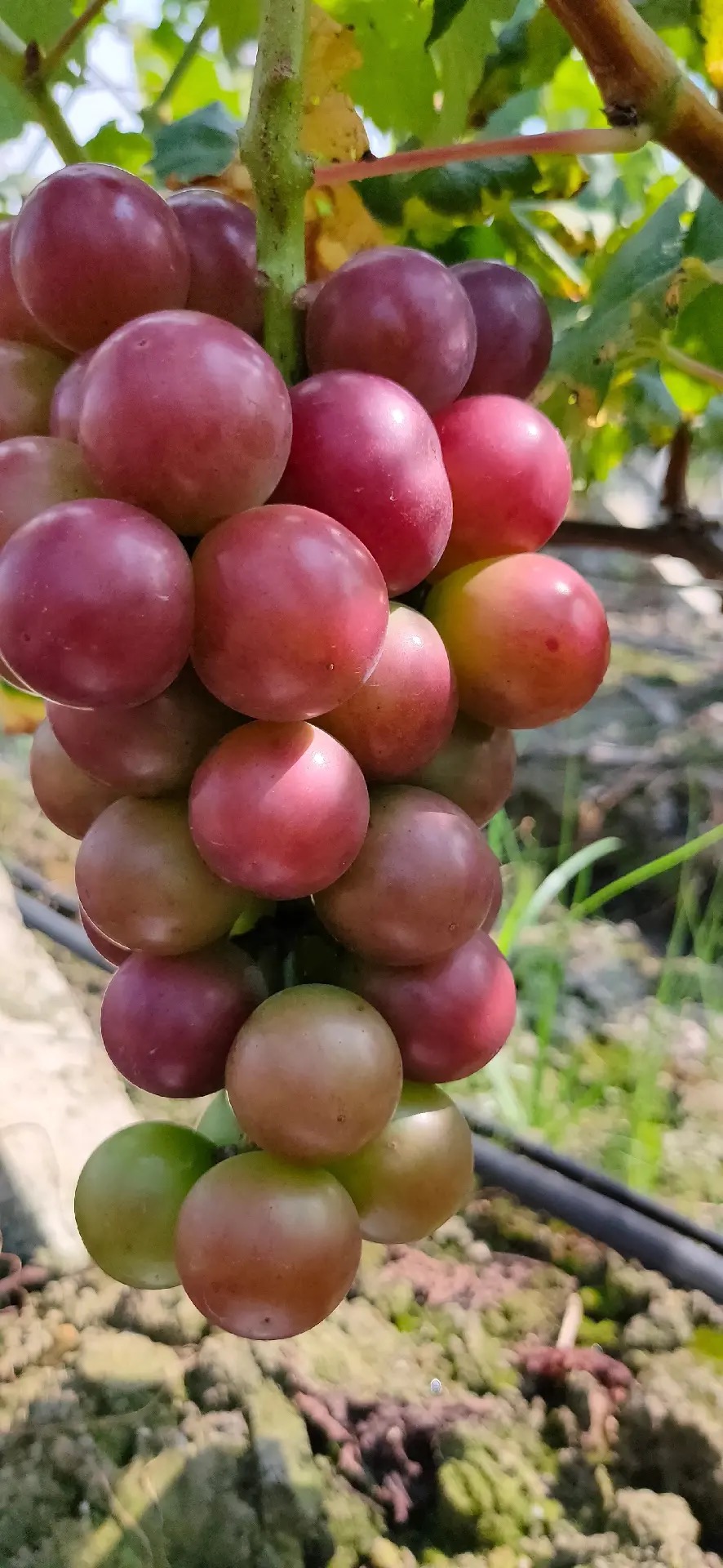 嫁接羅馬紅寶石葡萄苗無核紅寶石葡萄樹苗保證純正