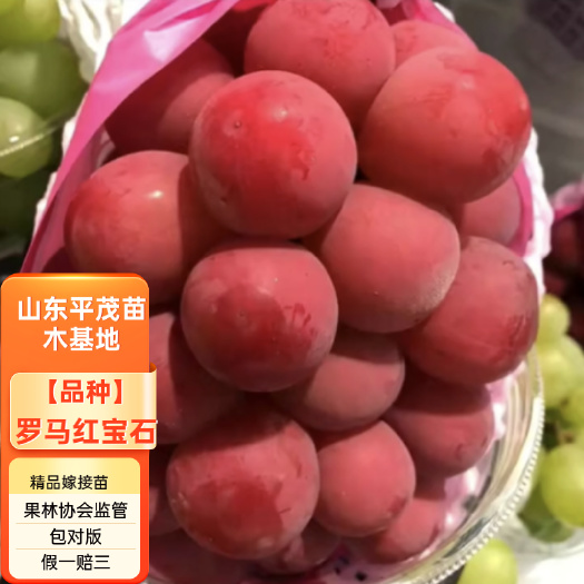 平邑县嫁接罗马红宝石葡萄苗无核红宝石葡萄树苗保证纯正
