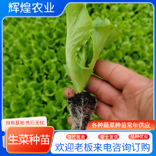通海县生菜苗  保证质量  根系发达  成活率高  基地直发