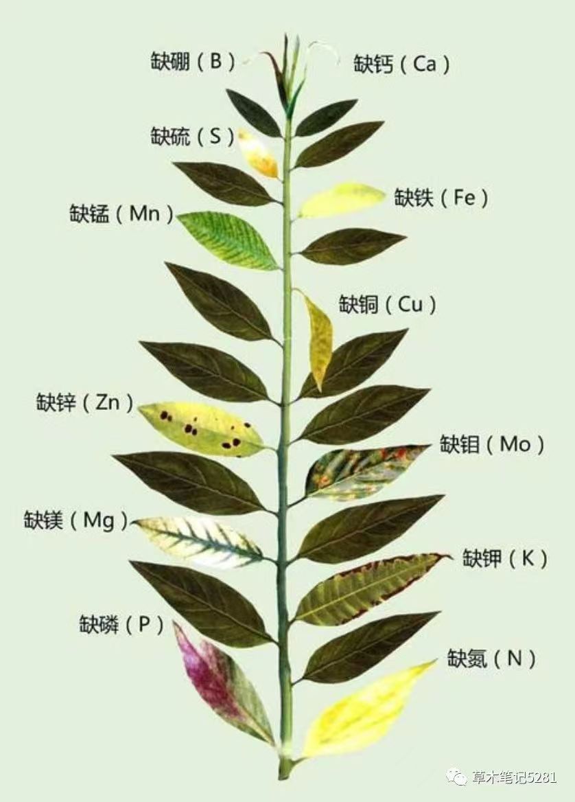 微量元素叶面肥糖醇钙 钙镁硼锌铁 糖醇锌磷钙锌 氨基酸钙镁硼