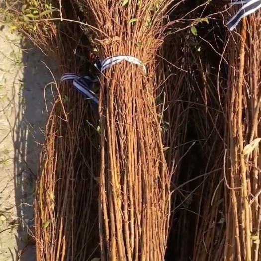 开原市雪柳干枝 喷雪花 珍珠绣线菊苗产地批发