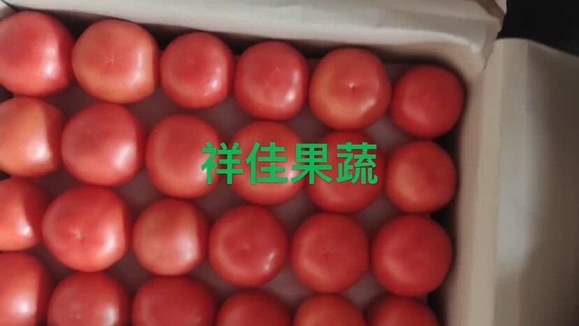 寿光市毛粉西红柿 精品 高通 商超