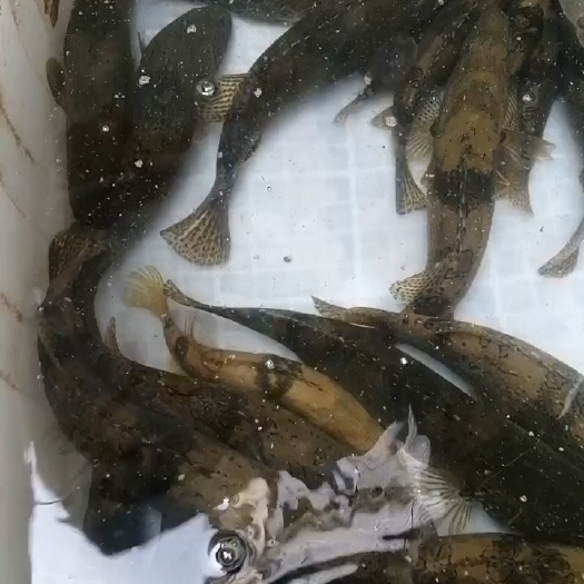 丽水鳜鱼 班鳜鱼 老虎鱼