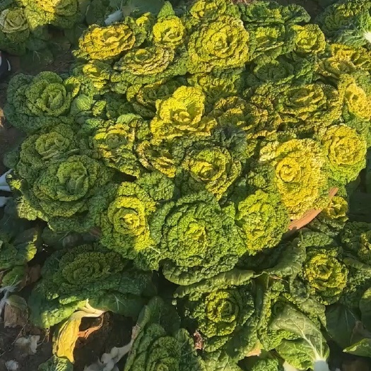南阳黄心乌塌菜 黄心菜