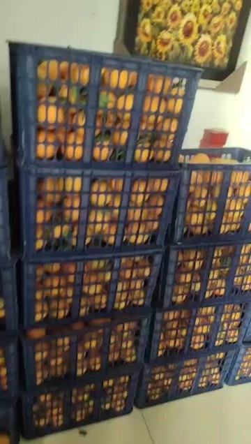 滨州脐橙