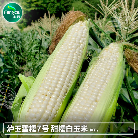 绵阳泸玉雪糯7号甜糯玉米种子 白糯黏粘玉米种籽 非转基因品种