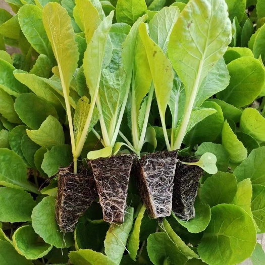 昆明大白菜苗菜型好抗根肿病商品性好棵头大市场表现好