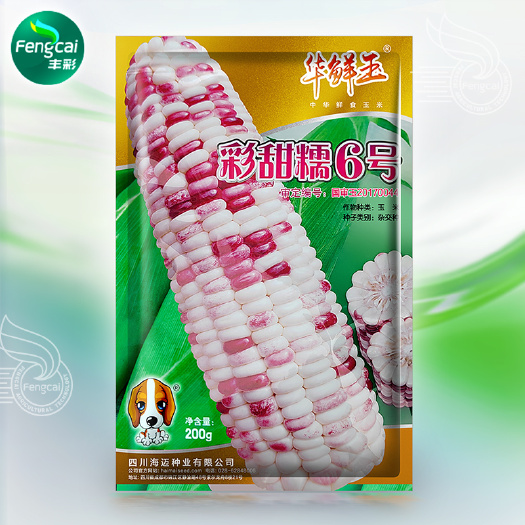 彩甜糯6号玉米种子 甜糯花玉米杂交种 中华鲜食玉米