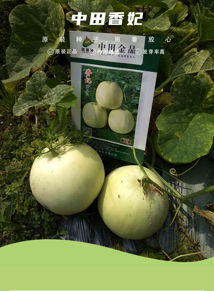 中田金品薄皮甜瓜种子中田香妃春秋季玉奶香哈密香瓜甜宝千玉30
