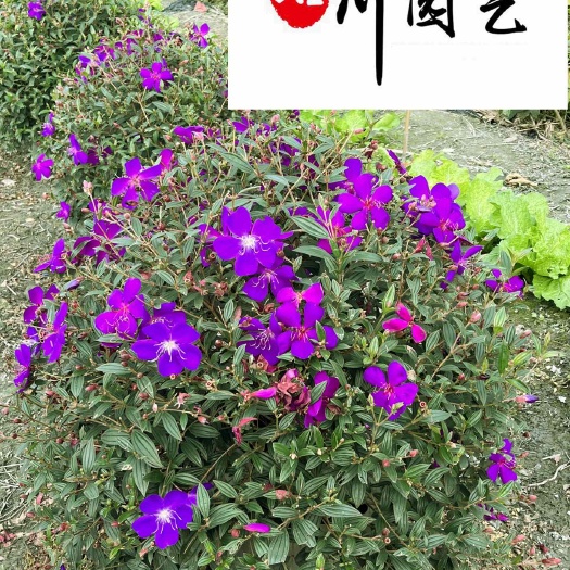 成都成都巴西牡丹苗圃基地 自产自销优惠出售 庭院园林绿化苗木
