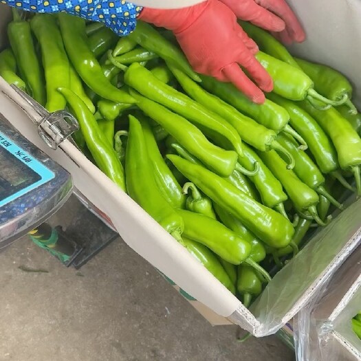 雷州市广东省湛江市徐闻县新鲜薄皮椒直销