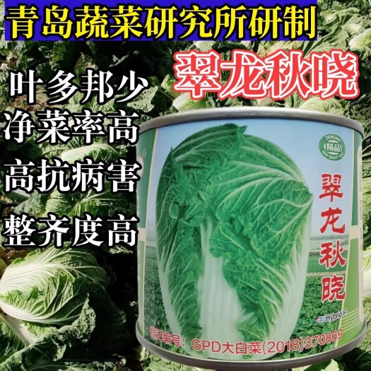 翠龙秋晓大白菜种子，黄心早熟70天，秋播冬储胶州白菜，抗病